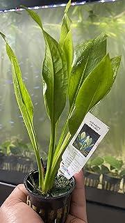Amazon Sword Echinodorus Bleheri x3 Plants