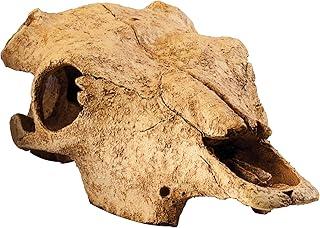 Exoterra Terrarium Decor Buffalo Skull