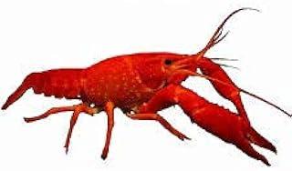 Live Orange/Red Alleni Crayfish for Fish Tank Pond or Aquarium