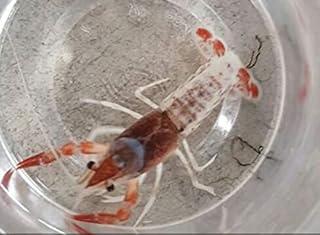 Tricolor Ghost Crayfish for Fish Tank Pond or Aquarium