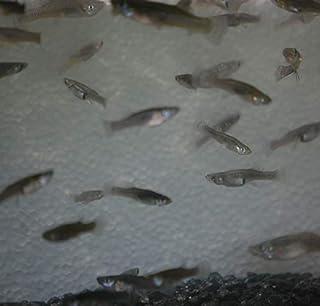 Gambusia affins- Live mosquitofish