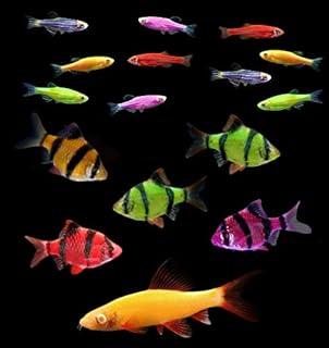 GloFish Live Fish Collections 20G Active