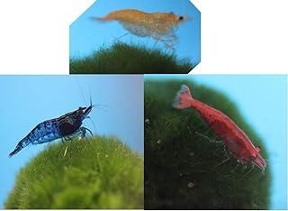 Mixed Color Freshwater Shrimp for Aquarium or Fish Tank