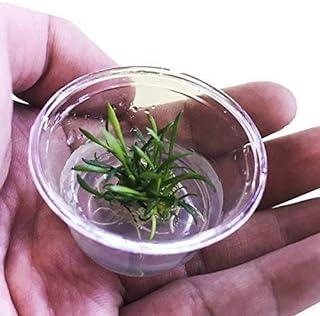 Greenpro (3 Pack Cryptocoryne Parva Nano) Live Aquarium Plants in Tissue Culture