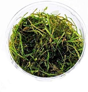 Java Moss (Naturally Grown) in Full Cup Live Aquarium Plant Decoration