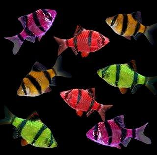 GloFish Live Fish Collection (Tiger Barb Premium)