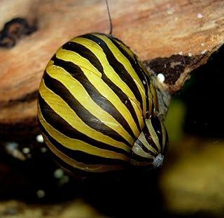 Aquatic Discounts 1 Zebra Nerite Snail Great Addition to Any Freshwater Tank