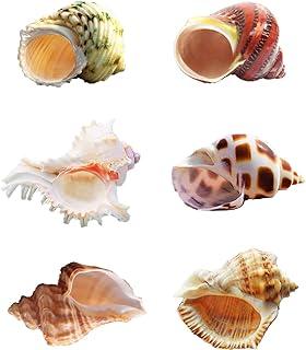 SINKOO Hermit Crab Shell Medium to Large Growth Turbo Seashells