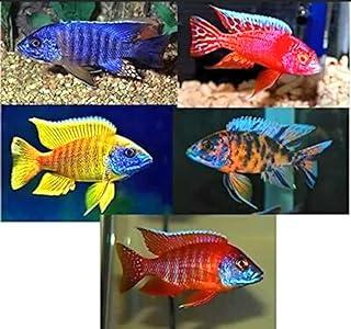 Family of (5) African Cichlids 2″