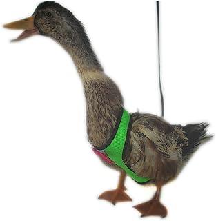 Yesito Chicken Harness Hen Size with 6-foot Matching Belt