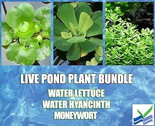 Floating Live Pond Plants + Moneywort