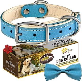 Padded Blue Leather Dog Collar for Boys