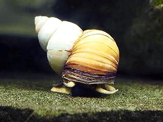 Aquatic Arts 20 Japanese Trapdoor Snails