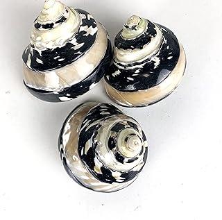 Worlds 3 PC Magpie Banded Polished Turbo Sea Shell