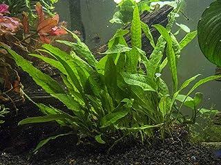 Aquatic Arts Java Fern 3 by 5 inch Mat with 30 to 50 Leaves