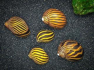 Aquatic Arts 30 Live Zebra Nerite Snails | Nano Aquarium Gravel Clearer/Filter