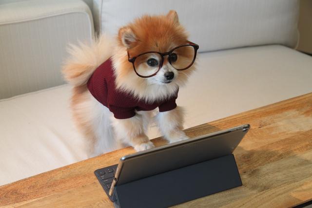 Pamela Pomerian - Cute dog with glasses